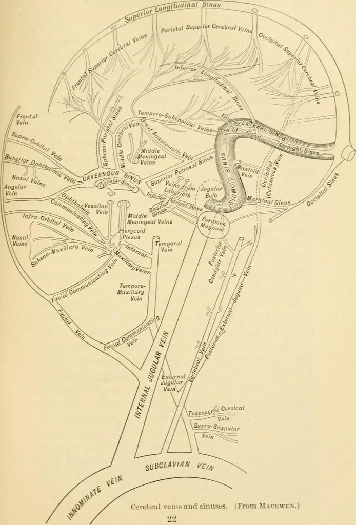 An illustration from A manual of otology / By Gorham Bacon ... With an introductory chapter by Clarence John Blake ... With 110 illustrations and a colored plate., 1898, leaf 343