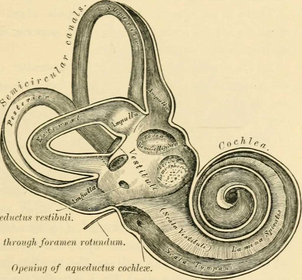 An illustration from A manual of otology / By Gorham Bacon ... With an introductory chapter by Clarence John Blake ... With 110 illustrations and a colored plate., 1898, leaf 47