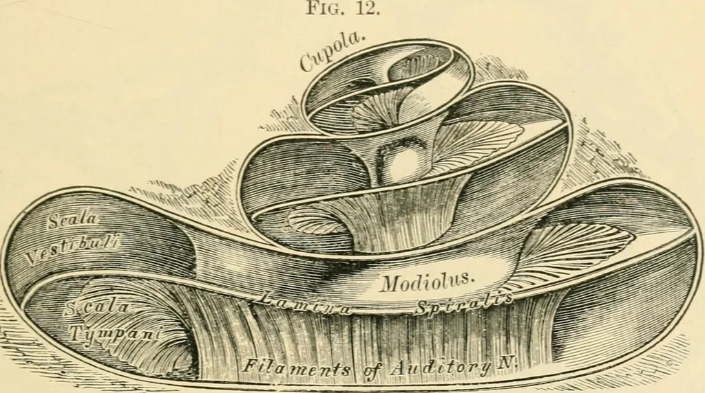 An illustration from A manual of otology / By Gorham Bacon ... With an introductory chapter by Clarence John Blake ... With 110 illustrations and a colored plate., 1898, leaf 49