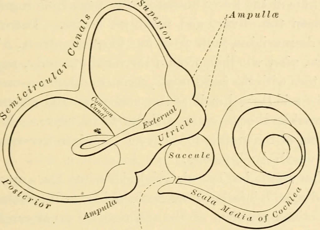 An illustration from A manual of otology / By Gorham Bacon ... With an introductory chapter by Clarence John Blake ... With 110 illustrations and a colored plate., 1898, leaf 53