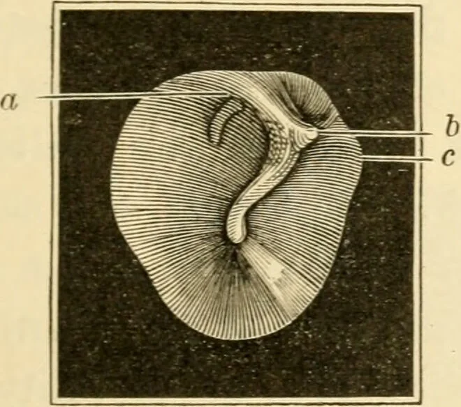 An illustration from A manual of otology / By Gorham Bacon ... With an introductory chapter by Clarence John Blake ... With 110 illustrations and a colored plate., 1898, leaf 67