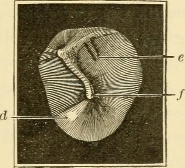 An illustration from A manual of otology / By Gorham Bacon ... With an introductory chapter by Clarence John Blake ... With 110 illustrations and a colored plate., 1898, leaf 67