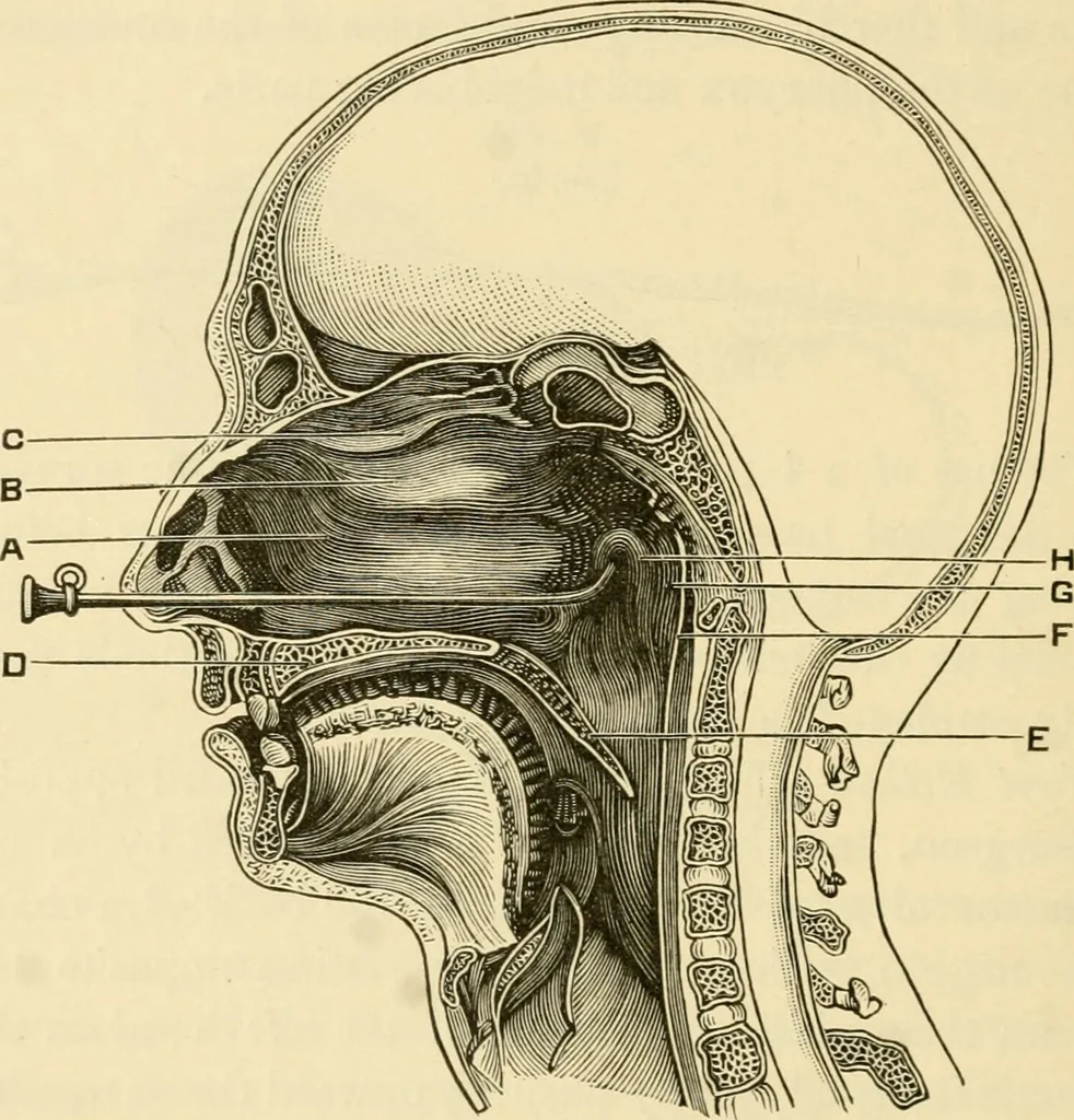 An illustration from A manual of otology / By Gorham Bacon ... With an introductory chapter by Clarence John Blake ... With 110 illustrations and a colored plate., 1898, leaf 78