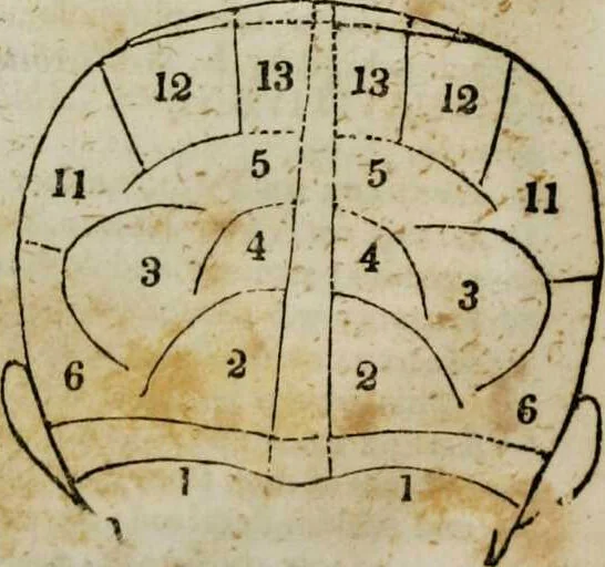 An illustration from Fowler's practical phrenology : giving a concise elementary view on phrenology; presenting some new and important remarks on the temperaments / as given by O.S. Fowler., 1850, leaf 61
