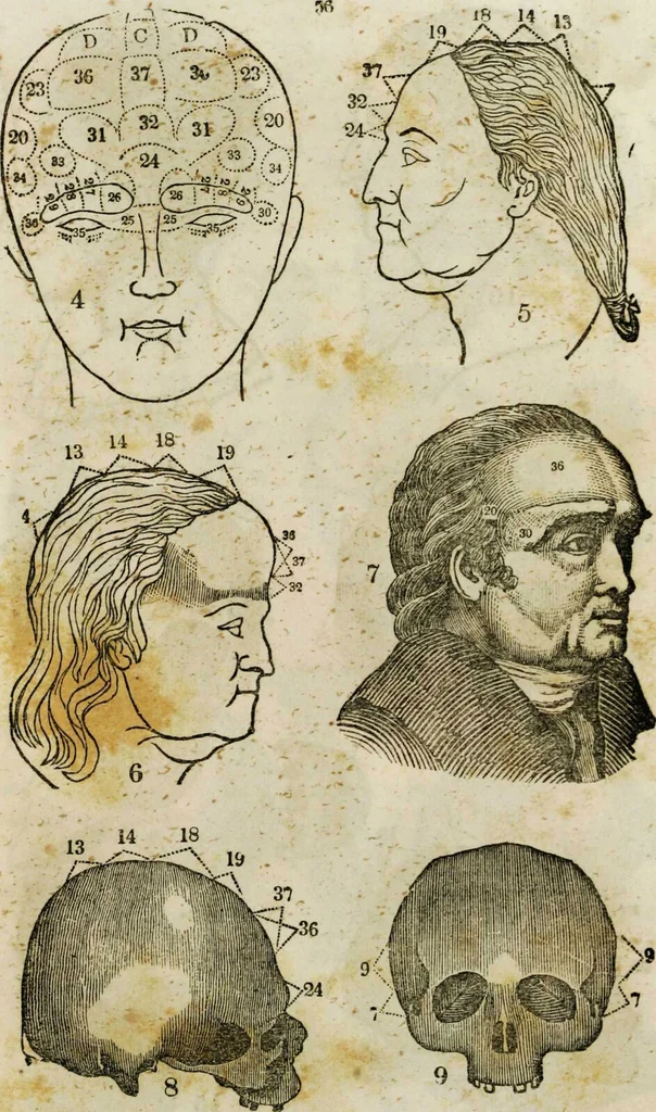 An illustration from Fowler's practical phrenology : giving a concise elementary view on phrenology; presenting some new and important remarks on the temperaments / as given by O.S. Fowler., 1850, leaf 62