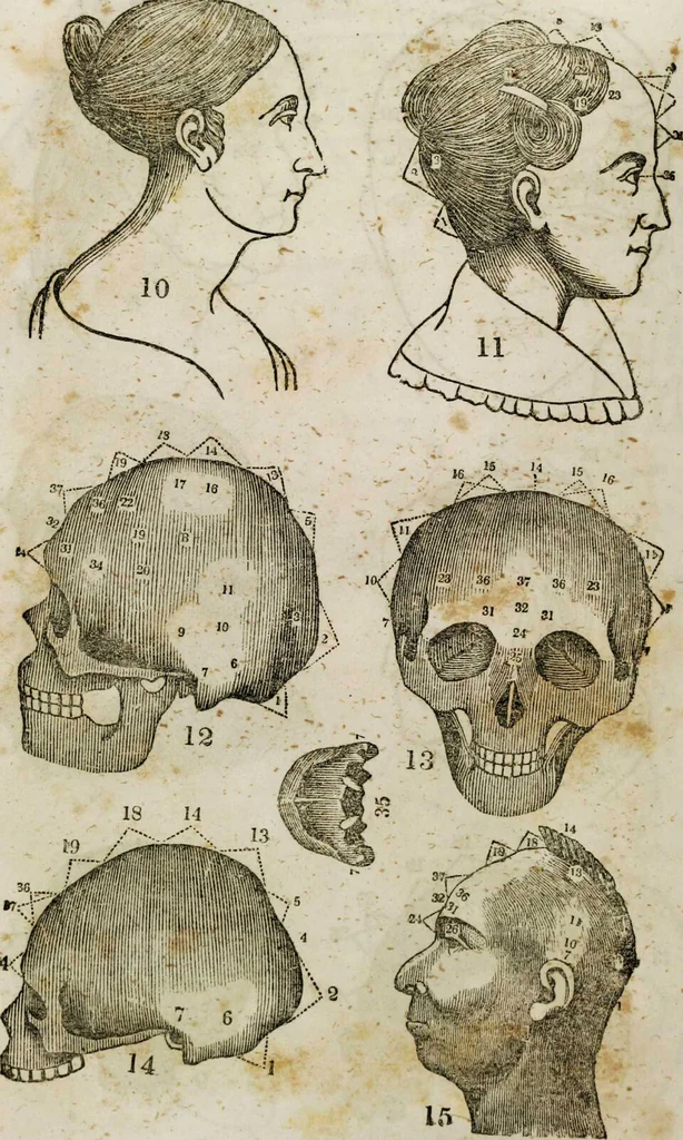 An illustration from Fowler's practical phrenology : giving a concise elementary view on phrenology; presenting some new and important remarks on the temperaments / as given by O.S. Fowler., 1850, leaf 63