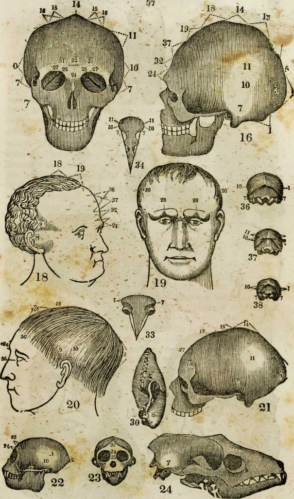 An illustration from Fowler's practical phrenology : giving a concise elementary view on phrenology; presenting some new and important remarks on the temperaments / as given by O.S. Fowler., 1850, leaf 64