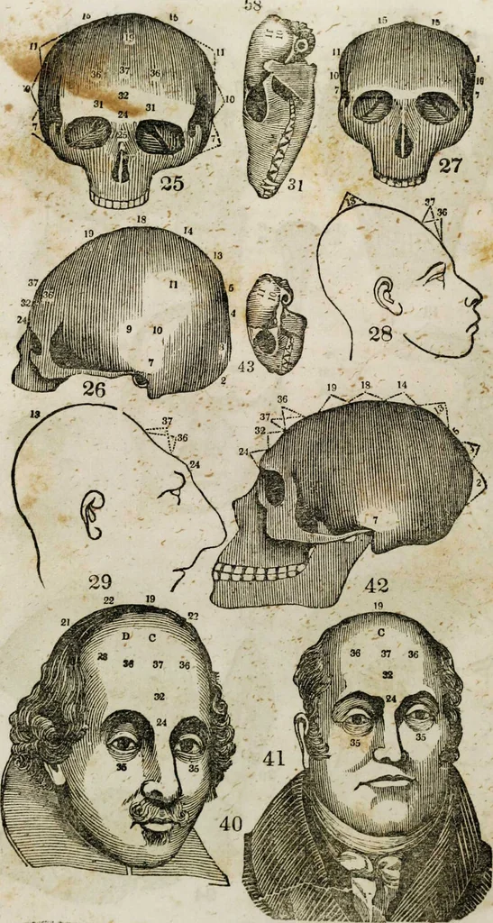 An illustration from Fowler's practical phrenology : giving a concise elementary view on phrenology; presenting some new and important remarks on the temperaments / as given by O.S. Fowler., 1850, leaf 65