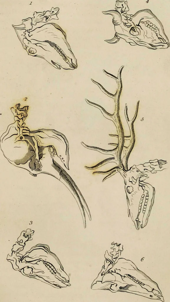 An illustration from Essays on physiognomy / tr. from the German of John Caspar Lavater, by Thomas Holcroft. Also one hundred physiognomical rules, taken from a posthumous work by J.C. Lavater; and a memoir of the author., 1853, leaf 402