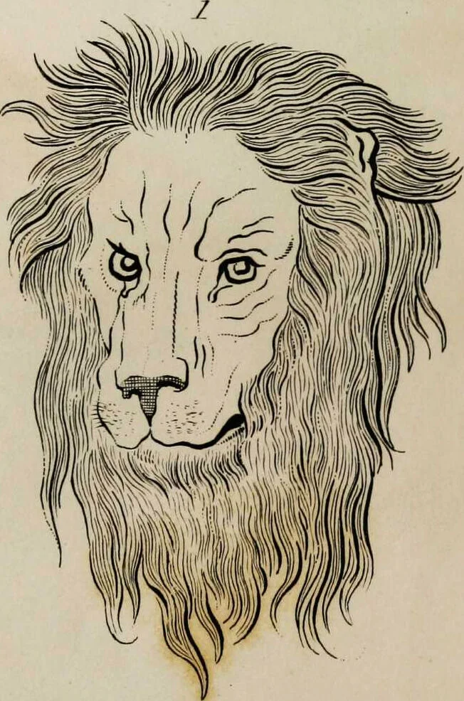 An illustration from Essays on physiognomy / tr. from the German of John Caspar Lavater, by Thomas Holcroft. Also one hundred physiognomical rules, taken from a posthumous work by J.C. Lavater; and a memoir of the author., 1853, leaf 414