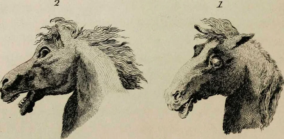 An illustration from Essays on physiognomy / tr. from the German of John Caspar Lavater, by Thomas Holcroft. Also one hundred physiognomical rules, taken from a posthumous work by J.C. Lavater; and a memoir of the author., 1853, leaf 420