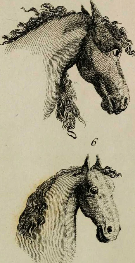 An illustration from Essays on physiognomy / tr. from the German of John Caspar Lavater, by Thomas Holcroft. Also one hundred physiognomical rules, taken from a posthumous work by J.C. Lavater; and a memoir of the author., 1853, leaf 420