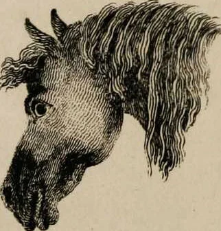 An illustration from Essays on physiognomy / tr. from the German of John Caspar Lavater, by Thomas Holcroft. Also one hundred physiognomical rules, taken from a posthumous work by J.C. Lavater; and a memoir of the author., 1853, leaf 420