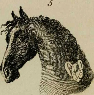 An illustration from Essays on physiognomy / tr. from the German of John Caspar Lavater, by Thomas Holcroft. Also one hundred physiognomical rules, taken from a posthumous work by J.C. Lavater; and a memoir of the author., 1853, leaf 420