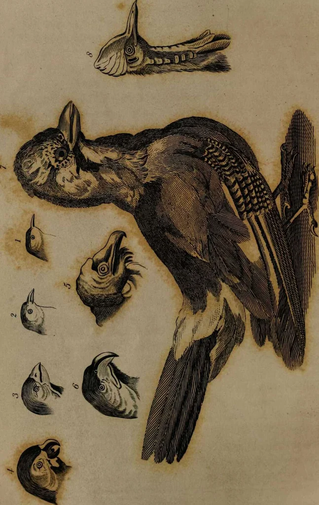 An illustration from Essays on physiognomy / tr. from the German of John Caspar Lavater, by Thomas Holcroft. Also one hundred physiognomical rules, taken from a posthumous work by J.C. Lavater; and a memoir of the author., 1853, leaf 424
