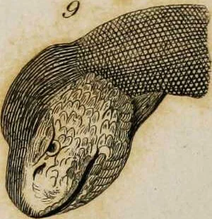 An illustration from Essays on physiognomy / tr. from the German of John Caspar Lavater, by Thomas Holcroft. Also one hundred physiognomical rules, taken from a posthumous work by J.C. Lavater; and a memoir of the author., 1853, leaf 427