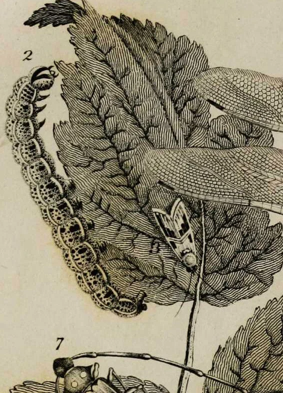 An illustration from Essays on physiognomy / tr. from the German of John Caspar Lavater, by Thomas Holcroft. Also one hundred physiognomical rules, taken from a posthumous work by J.C. Lavater; and a memoir of the author., 1853, leaf 427