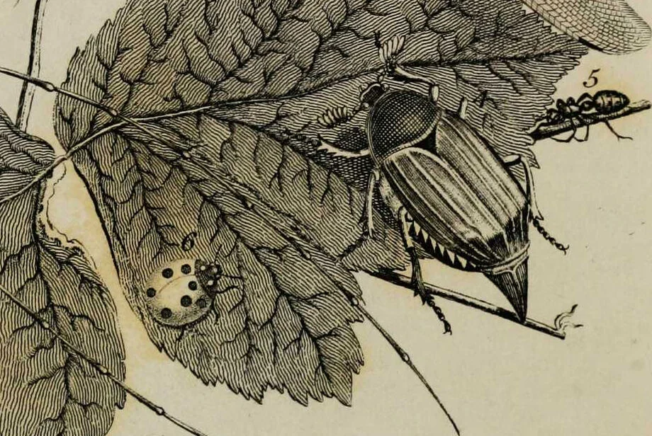 An illustration from Essays on physiognomy / tr. from the German of John Caspar Lavater, by Thomas Holcroft. Also one hundred physiognomical rules, taken from a posthumous work by J.C. Lavater; and a memoir of the author., 1853, leaf 427