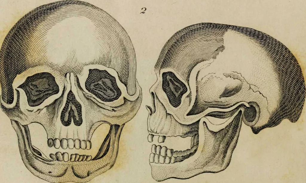 An illustration from Essays on physiognomy / tr. from the German of John Caspar Lavater, by Thomas Holcroft. Also one hundred physiognomical rules, taken from a posthumous work by J.C. Lavater; and a memoir of the author., 1853, leaf 452