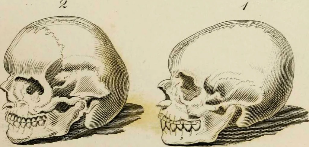 An illustration from Essays on physiognomy / tr. from the German of John Caspar Lavater, by Thomas Holcroft. Also one hundred physiognomical rules, taken from a posthumous work by J.C. Lavater; and a memoir of the author., 1853, leaf 455