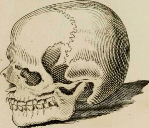 An illustration from Essays on physiognomy / tr. from the German of John Caspar Lavater, by Thomas Holcroft. Also one hundred physiognomical rules, taken from a posthumous work by J.C. Lavater; and a memoir of the author., 1853, leaf 455