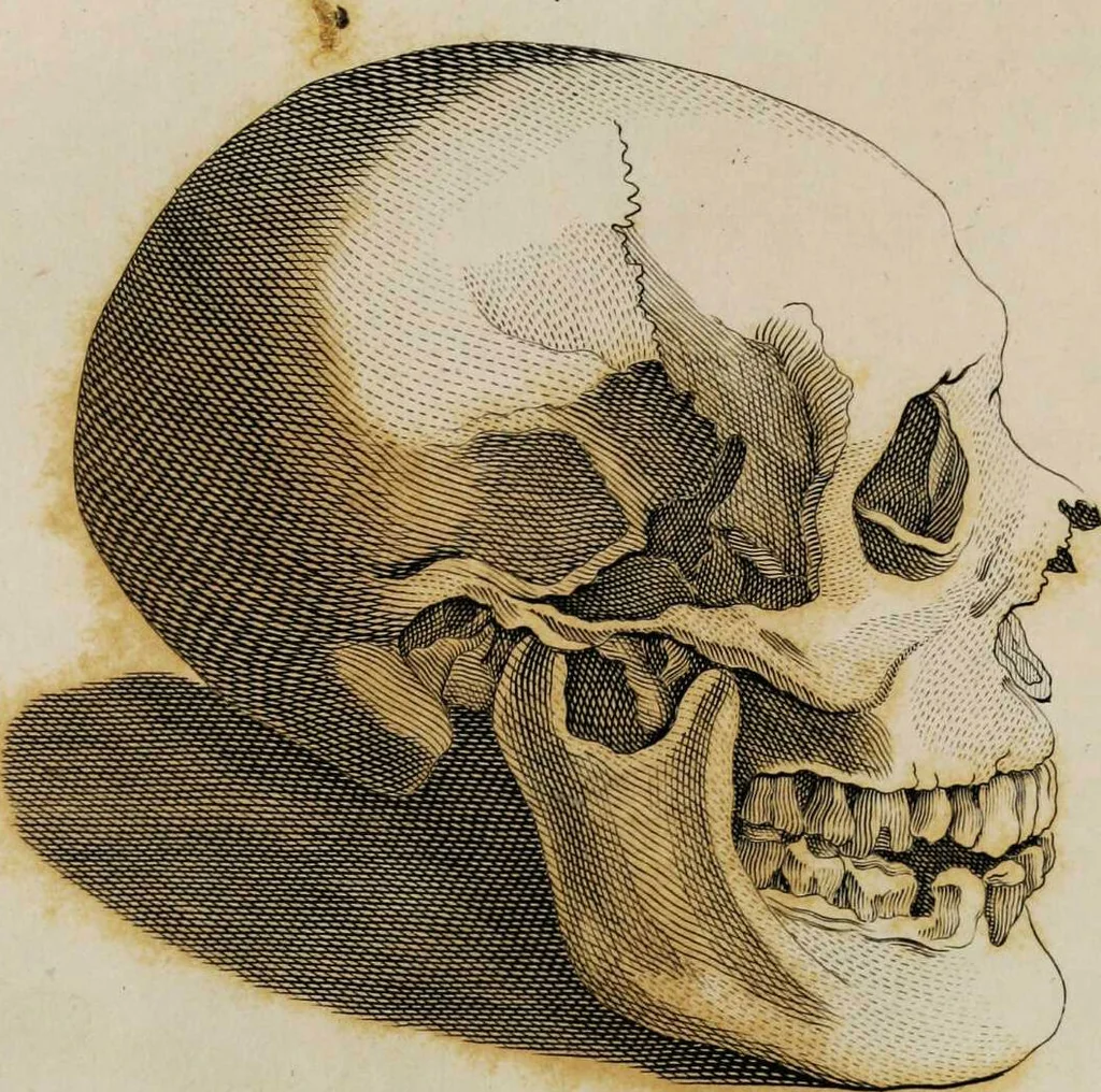 An illustration from Essays on physiognomy / tr. from the German of John Caspar Lavater, by Thomas Holcroft. Also one hundred physiognomical rules, taken from a posthumous work by J.C. Lavater; and a memoir of the author., 1853, leaf 461