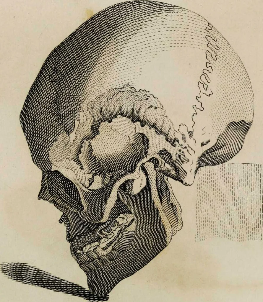 An illustration from Essays on physiognomy / tr. from the German of John Caspar Lavater, by Thomas Holcroft. Also one hundred physiognomical rules, taken from a posthumous work by J.C. Lavater; and a memoir of the author., 1853, leaf 463