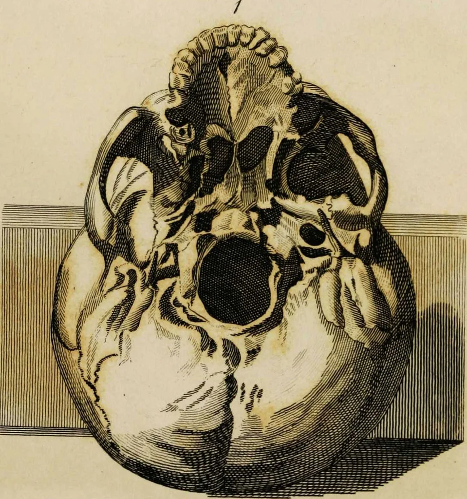 An illustration from Essays on physiognomy / tr. from the German of John Caspar Lavater, by Thomas Holcroft. Also one hundred physiognomical rules, taken from a posthumous work by J.C. Lavater; and a memoir of the author., 1853, leaf 468