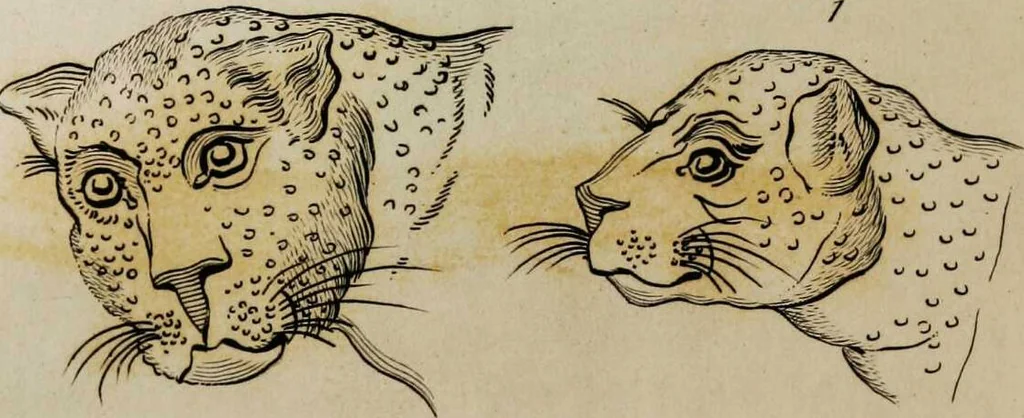 An illustration from Essays on physiognomy / tr. from the German of John Caspar Lavater, by Thomas Holcroft. Also one hundred physiognomical rules, taken from a posthumous work by J.C. Lavater; and a memoir of the author., 1853, leaf 703
