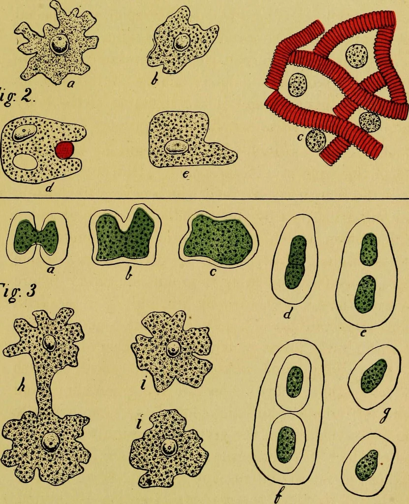 An illustration from Ladies' guide in health and disease : girlhood, maidenhood, wifehood, motherhood / by J.H. Kellogg., 1892, leaf 38