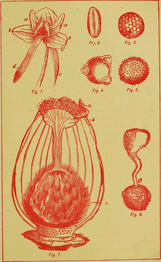 An illustration from Ladies' guide in health and disease : girlhood, maidenhood, wifehood, motherhood / by J.H. Kellogg., 1892, leaf 92