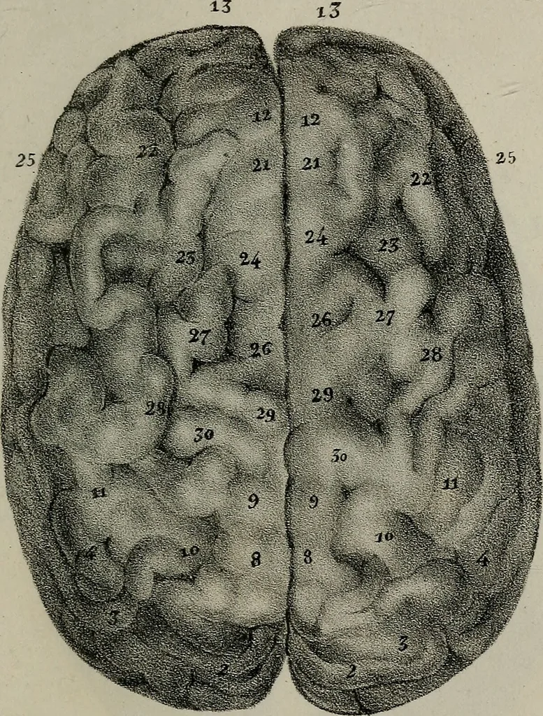 An illustration from Lettres Camille sur la physiologie de l'homme : exposition prise des phomes de la vie / par Isidore Bourdon., 1834, leaf 333