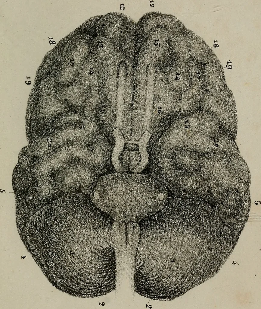 An illustration from Lettres Camille sur la physiologie de l'homme : exposition prise des phomes de la vie / par Isidore Bourdon., 1834, leaf 335