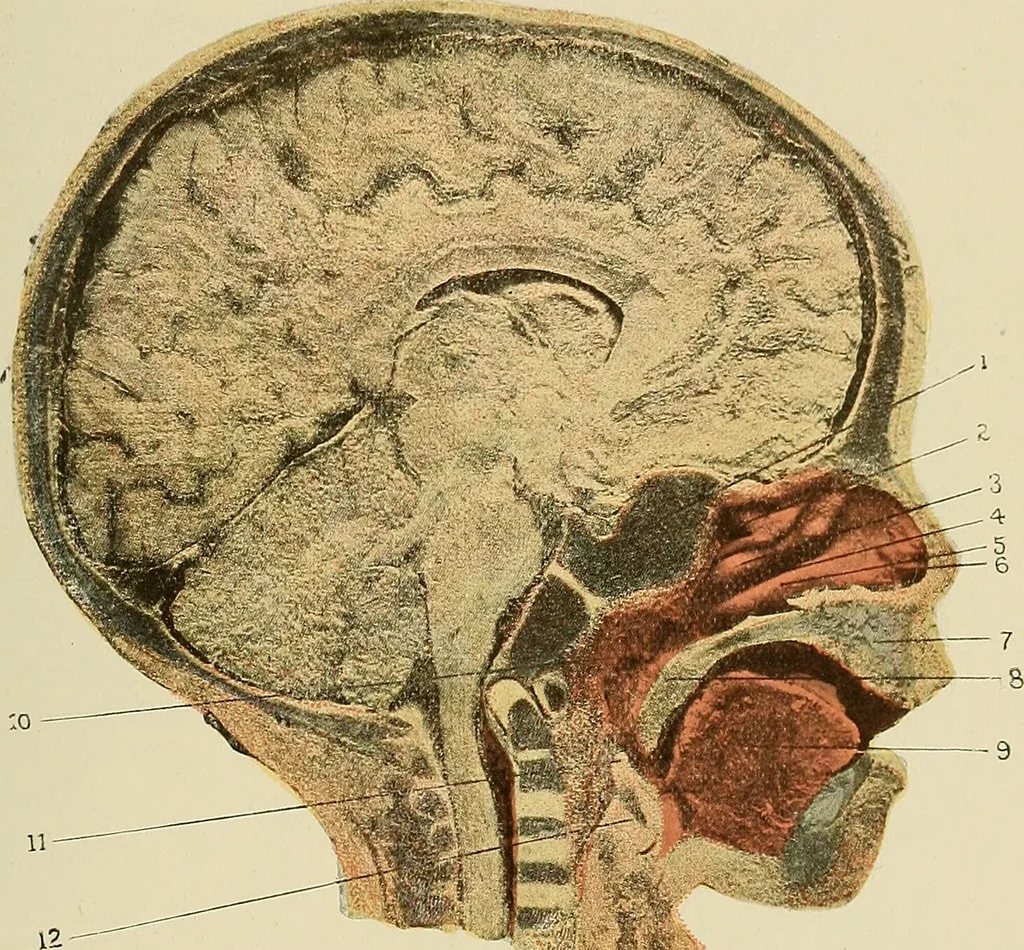 An illustration from Diseases of the nose and throat / by J. Price-Brown ; ill. with 159 engravings, including 6 full-page color-plates and 9 color-cuts in the text, many of them original., 1900, leaf 211