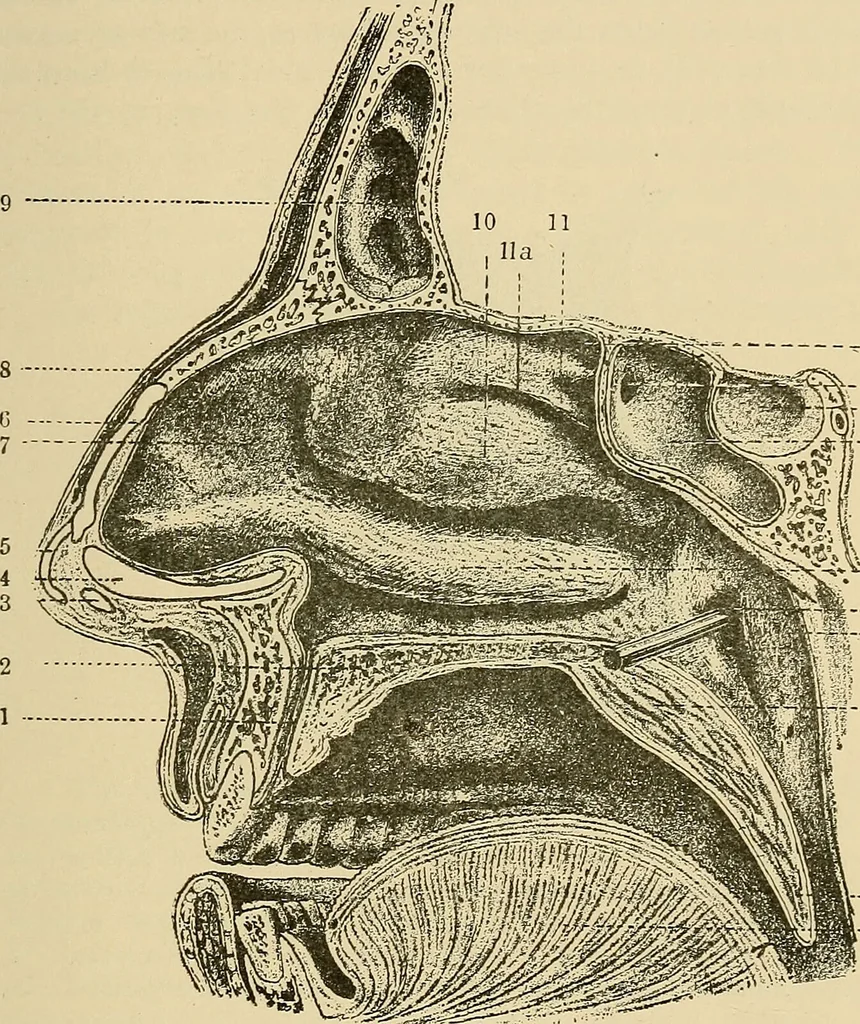 An illustration from Diseases of the nose and throat / by J. Price-Brown ; ill. with 159 engravings, including 6 full-page color-plates and 9 color-cuts in the text, many of them original., 1900, leaf 29