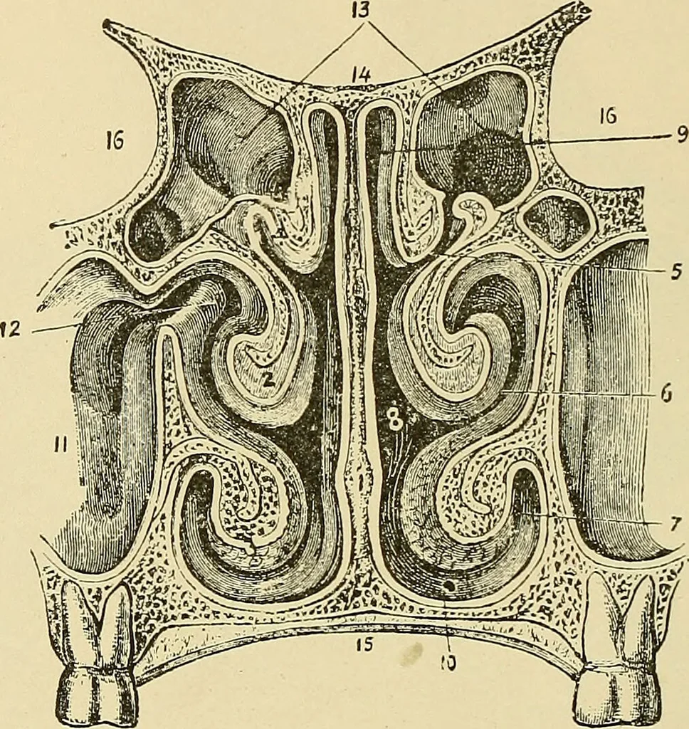 An illustration from Diseases of the nose and throat / by J. Price-Brown ; ill. with 159 engravings, including 6 full-page color-plates and 9 color-cuts in the text, many of them original., 1900, leaf 30