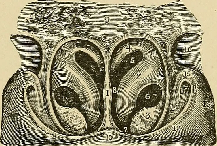 An illustration from Diseases of the nose and throat / by J. Price-Brown ; ill. with 159 engravings, including 6 full-page color-plates and 9 color-cuts in the text, many of them original., 1900, leaf 31