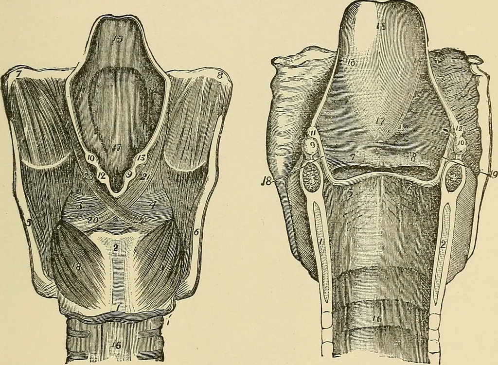 An illustration from Diseases of the nose and throat / by J. Price-Brown ; ill. with 159 engravings, including 6 full-page color-plates and 9 color-cuts in the text, many of them original., 1900, leaf 355