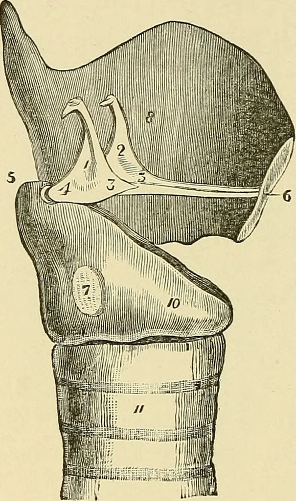 An illustration from Diseases of the nose and throat / by J. Price-Brown ; ill. with 159 engravings, including 6 full-page color-plates and 9 color-cuts in the text, many of them original., 1900, leaf 358
