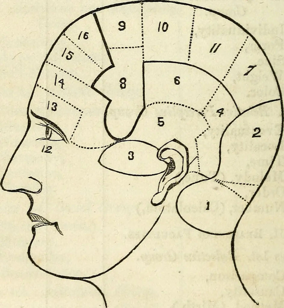An illustration from An epitome of phrenology and temperamental physiology ; (containing several new features,) delineating the character, talents, disposition and natural ability of as given by on the day of A.D. 18 designed to aid persons in selecting occupations, employees, partners in business, teachers, etc., and to choose such husbands and wives as will render life's journey prosperous and happy, and confer the highest endowment of their offspring / By Dr. J. Gillis Buckly, lecturer on physiology, and for fifteen years a practical phrenologist., 1857, leaf 36