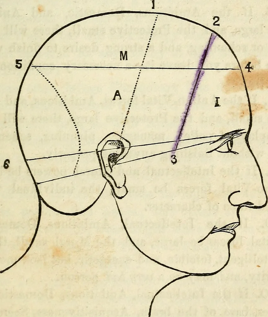 An illustration from An epitome of phrenology and temperamental physiology ; (containing several new features,) delineating the character, talents, disposition and natural ability of as given by on the day of A.D. 18 designed to aid persons in selecting occupations, employees, partners in business, teachers, etc., and to choose such husbands and wives as will render life's journey prosperous and happy, and confer the highest endowment of their offspring / By Dr. J. Gillis Buckly, lecturer on physiology, and for fifteen years a practical phrenologist., 1857, leaf 41
