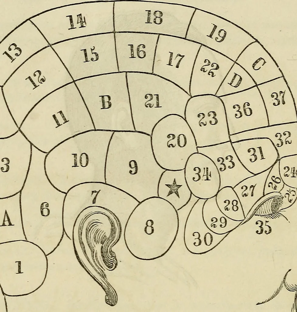 An illustration from The phrenological delineator : A compendium of phrenology; including recent discoveries in relation to the brain, temperaments, and other conditions of body which affect mentality. Together with a chart of the phrenological developments ... / By D.P. Butler., 1858, leaf 40