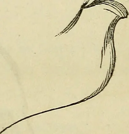 An illustration from The phrenological delineator : A compendium of phrenology; including recent discoveries in relation to the brain, temperaments, and other conditions of body which affect mentality. Together with a chart of the phrenological developments ... / By D.P. Butler., 1858, leaf 40