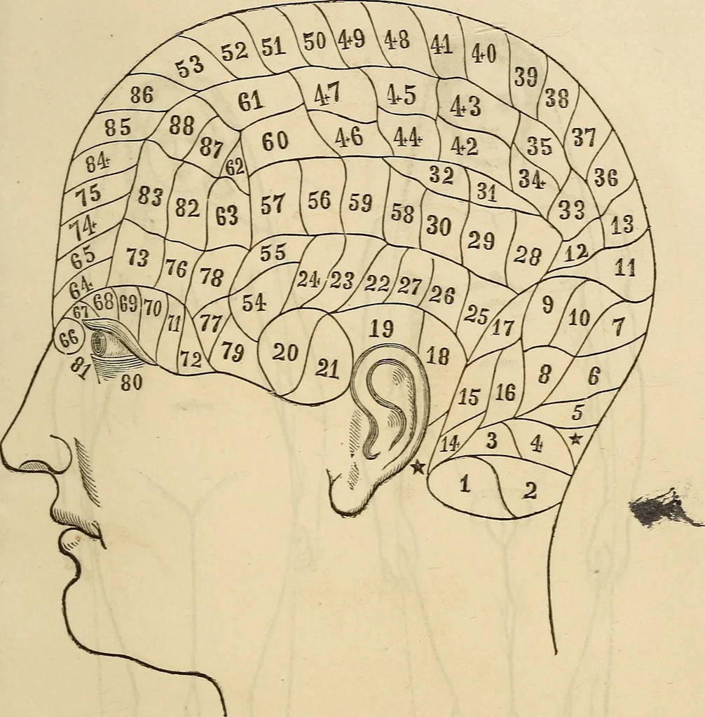 An illustration from The phrenological delineator : A compendium of phrenology; including recent discoveries in relation to the brain, temperaments, and other conditions of body which affect mentality. Together with a chart of the phrenological developments ... / By D.P. Butler., 1858, leaf 41