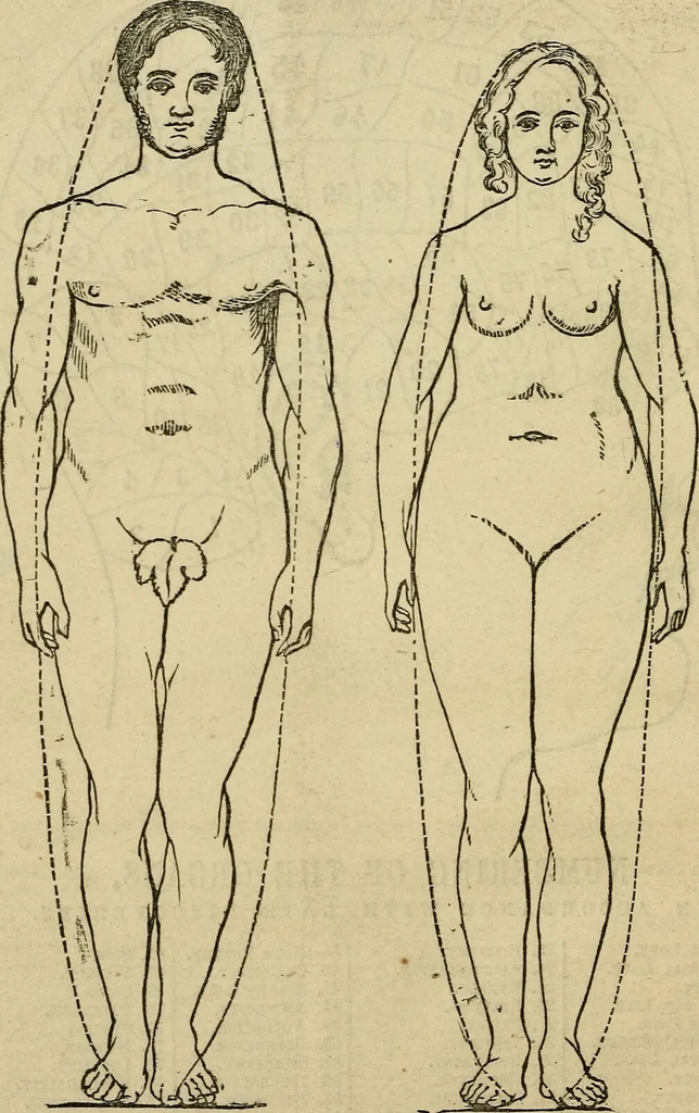 An illustration from The phrenological delineator : A compendium of phrenology; including recent discoveries in relation to the brain, temperaments, and other conditions of body which affect mentality. Together with a chart of the phrenological developments ... / By D.P. Butler., 1858, leaf 42