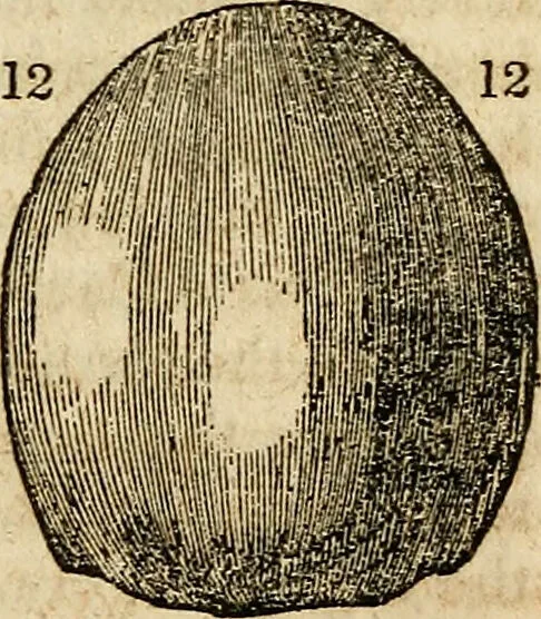 An illustration from Elements of phrenology / By George Combe. From the fifth Edinburgh improved and enlarged edition. With illustrations., 1846, leaf 117