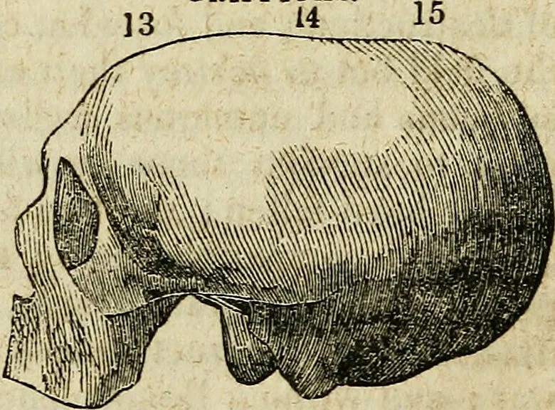 An illustration from Elements of phrenology / By George Combe. From the fifth Edinburgh improved and enlarged edition. With illustrations., 1846, leaf 122