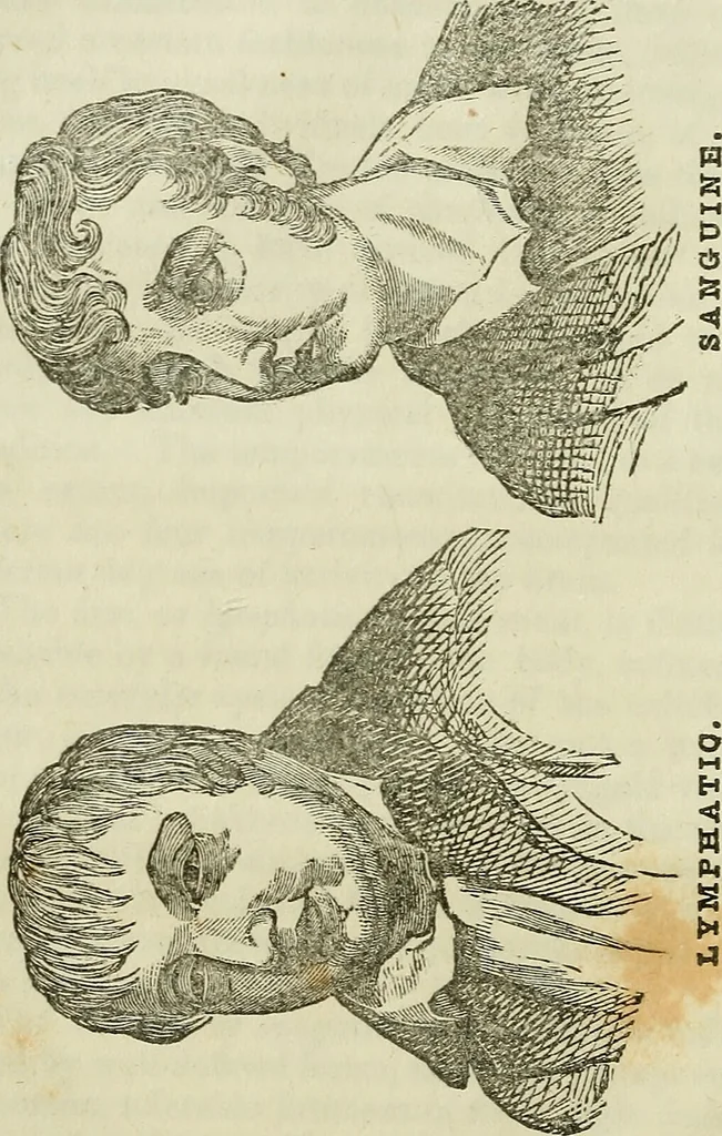 An illustration from Elements of phrenology / By George Combe. From the fifth Edinburgh improved and enlarged edition. With illustrations., 1846, leaf 38