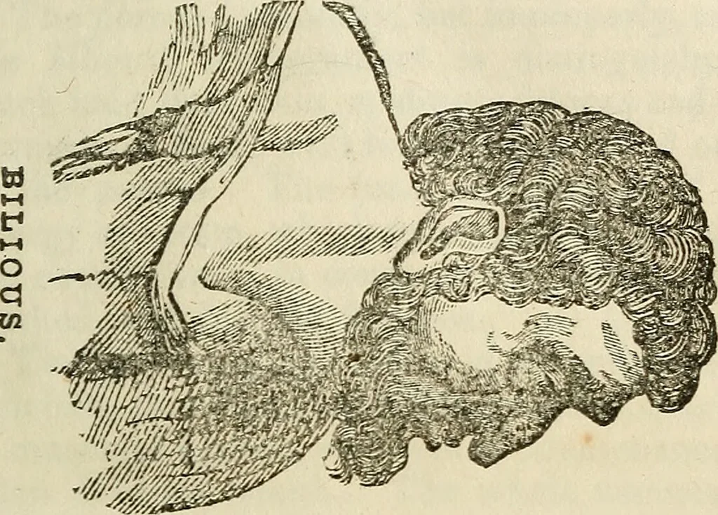 An illustration from Elements of phrenology / By George Combe. From the fifth Edinburgh improved and enlarged edition. With illustrations., 1846, leaf 39