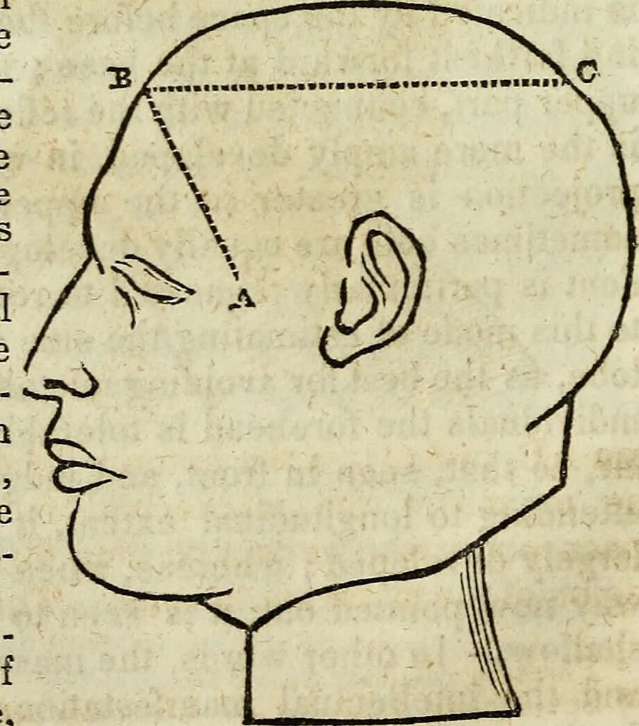 An illustration from Elements of phrenology / By George Combe. From the fifth Edinburgh improved and enlarged edition. With illustrations., 1846, leaf 50